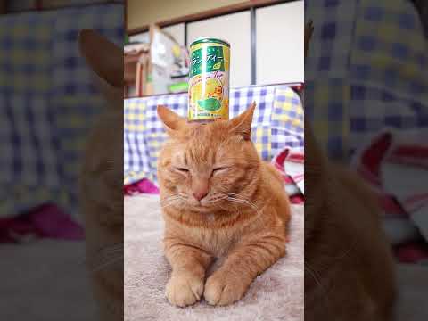 グランティーレモンティー　260501　 cat のせ猫 cute　 レモンティー ねこ サンガリア　 猫　 ちゃとら… サムネイル