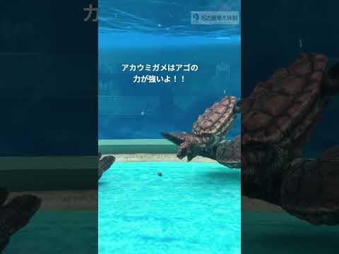 半年たったアカウミガメの子ガメ   ♯shorts サムネイル