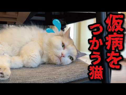 お風呂に入りたくなくて仮病を使う猫がこちら