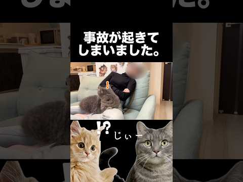 事故で怖い経験をしてしまった猫😢shorts 猫 猫好きさんと繋がりたい サムネイル