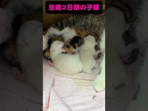 生後2日目の赤ちゃん猫👶 サムネイル