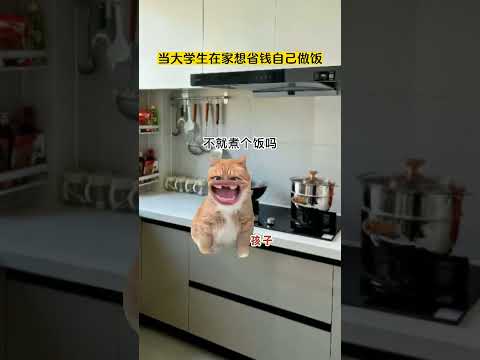 论大学生在家的一点点破坏力 有趣 猫meme 猫meme剧场 猫meme小剧场 内容过于真实  故事 貓 猫猫meme…