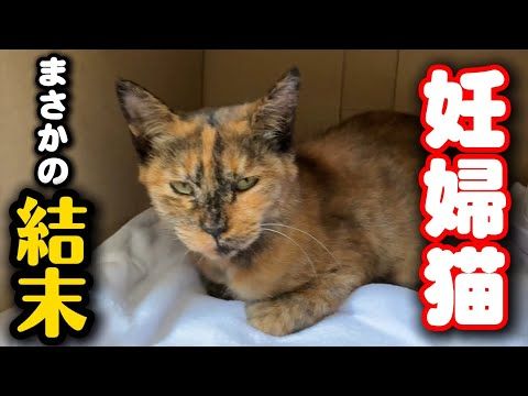 妊婦猫を病院に連れて行ったら衝撃の事実が…