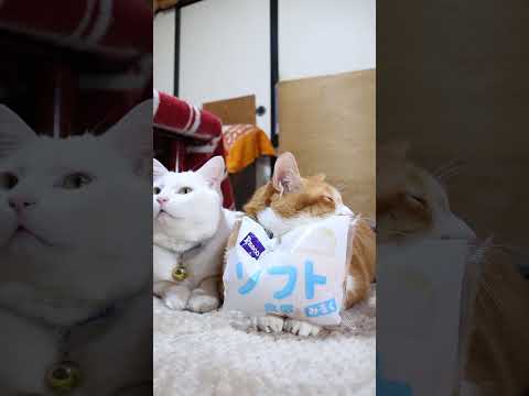 ソフト食感　260304　のせ猫　 cat　 cute　 ネコ　 猫のいる暮らし　 ねこ　 猫　 cutecat　 猫… サムネイル