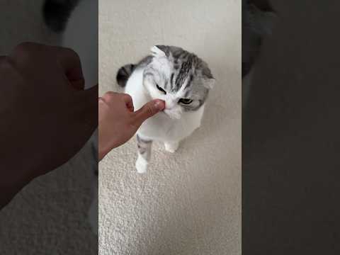 😼 cat 猫 サムネイル