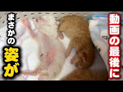 バイバイと手を振る子猫を見た事ありますか？