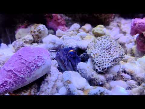 ジョーフィッシュの口の中には…？ サムネイル