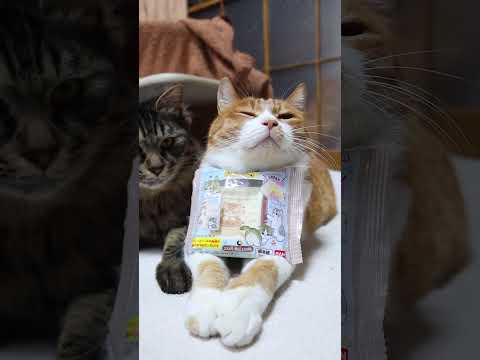 mofusand わっふれ～む　260220 cat cute 猫のいる暮らし　 のせ猫　 kitten　 ねこ　 か… サムネイル