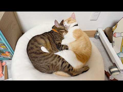 【緊急】ティガロビ夫婦が抱き合って寝ている！！！！起きたら終了生放送！