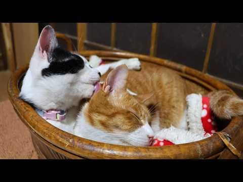 かごのぽんとチビ　260303 サムネイル