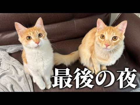 【🐈＜配信】子猫たちと過ごす最後の夜の生放送！ サムネイル