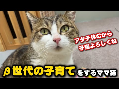 【産後1日】β世代の子育てをするママ猫