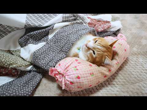 こたつで枕するぼー　260217 サムネイル