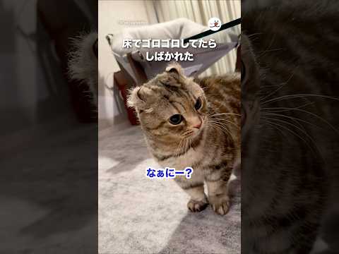 床でゴロゴロしてたらしばかれた｜PECO サムネイル