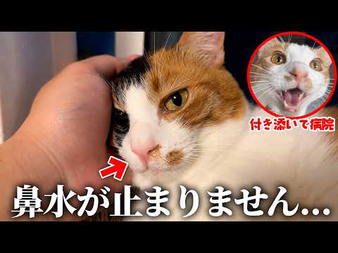 猫の鼻水が止まらなくなってしまったので病院へ連れていきます。そして付き添いで他の猫も一緒に連れ去られました。 サムネイル