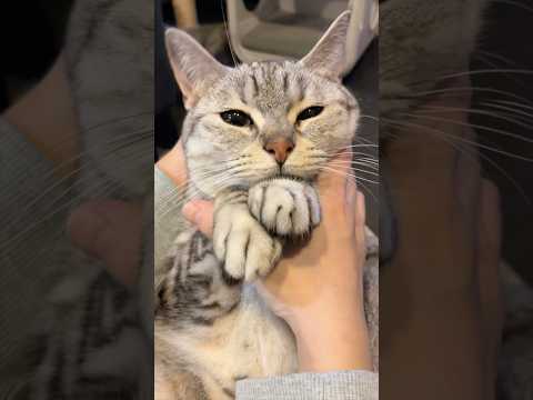 ママの愛情で可愛く育ちすぎた猫...!! cat 猫 サムネイル