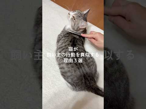 猫が飼い主の行動を真似する理由3選 猫 ねこ 猫のいる暮らし 猫のいる生活 保護猫 猫好きさんと繋がりたい 雑学 豆知…