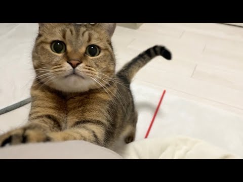 背後から真顔でかまってアピールを繰り返す猫がウザ可愛いから見てくれ… サムネイル