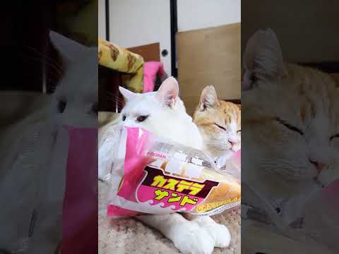 カステラサンド　260402　のせ猫　 cat　 cute　 猫のいる暮らし  ねこ　 ネコ　 猫のいる生活　 猫… サムネイル