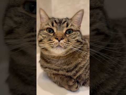 可愛すぎる愛猫たちと、限界ファンの飼主たちwww cat 猫