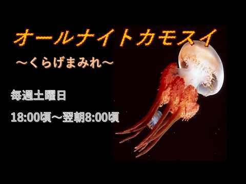 オールナイトカモスイ　～くらげまみれ～ 240 　ビゼンクラゲの一種