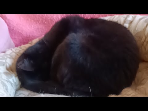 ごまちゃん がライブ配信中！2026年5月1日 サムネイル