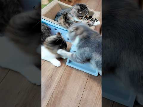 知育トイで遊んでいたら暴君が暴君でダイエットもダイエットだった結果🤣🤣🤣 猫 サムネイル