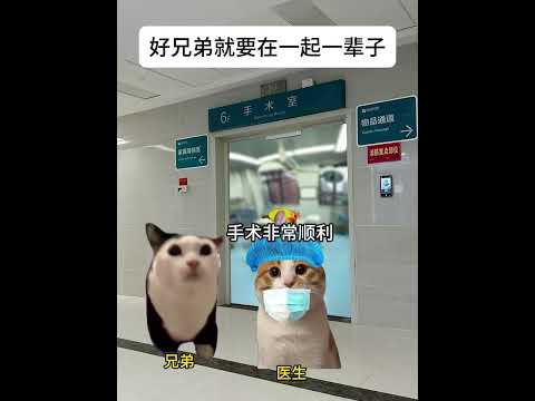 好兄弟就要在一起一辈子！ 有趣 猫meme 猫meme剧场 猫meme小剧场 内容过于真实  故事 貓 猫猫meme小… サムネイル