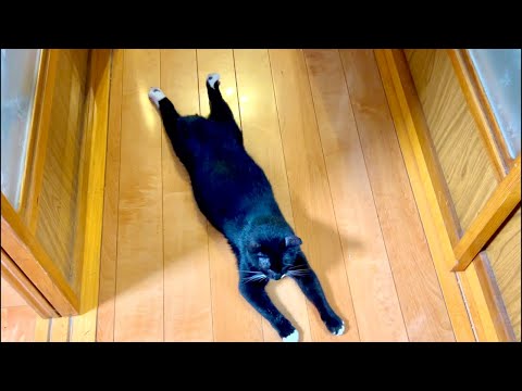 99%が5分で眠くなる｜猫×水の音ASMR Deep Relax ASMR｜Cat Purring & Wooden… サムネイル