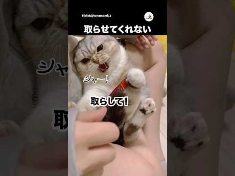 ゴミを取りたい人vs取られたくない猫｜PECO サムネイル