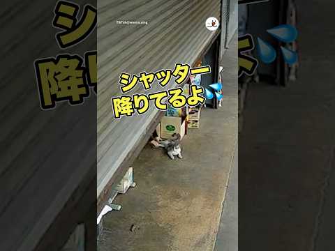 シャッターが降りてきてるのに…|PECO