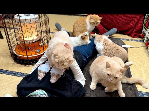 ストーブとホットカーペットつけたら、猫で大渋滞しました
