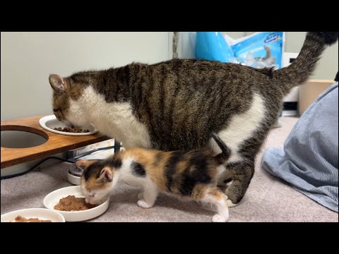 夜の保護猫シェルター新生児室
