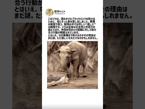 種族を超えた優しさを持つ生物 サムネイル