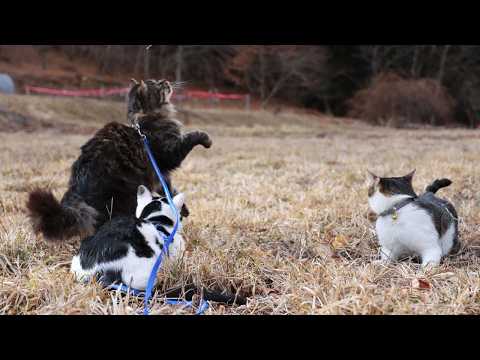 草原で遊ぶさばじろうとチビクロ　260420 サムネイル