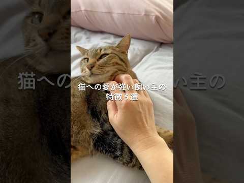 猫への愛が強い飼い主の特徴3選 猫 ねこ 猫のいる暮らし ねこ動画 猫動画 ねこのいる生活 猫好きさんと繋がりたい 雑…