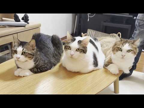 娘の「スタンドアップ」の指示に従う賢い猫
