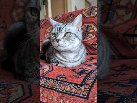 アメショーのラッテ アメショ アメリカンショートヘア 猫と暮らす家＃猫との暮らし猫 サムネイル