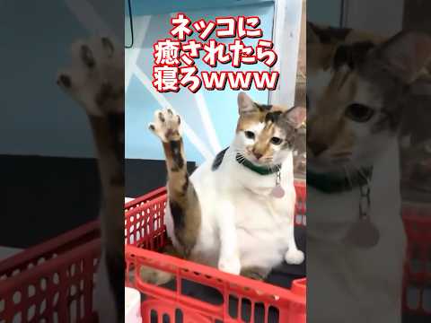 ネッコの動画で癒されたら寝ろｗｗｗ　2ch  動物  猫 癒やし ねこ動画 サムネイル