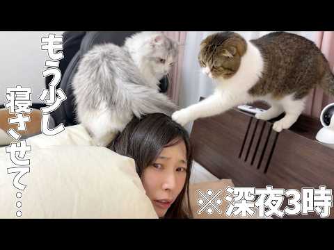 深夜3時に子猫に踏まれて、パパ猫に叩かれて起こされました… サムネイル