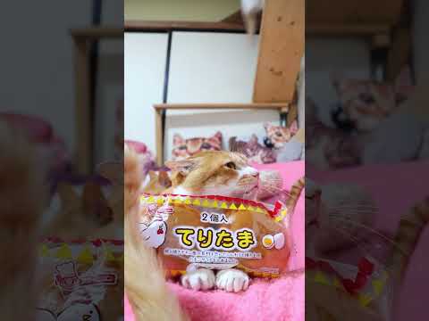 2個入 てりたま 260630 cat のせ猫 cute ネコ ねこ ぱん 猫 てりたま cutecat シ…