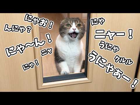 1日中仕事部屋から出てこない飼い主を心配してドアの前で猫が鳴き続けてます…泣 サムネイル