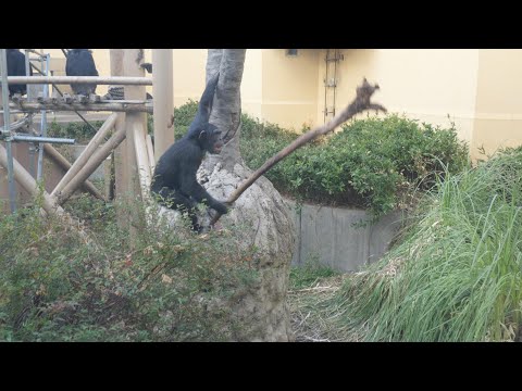 ロジャーの見る風景　京都市動物園　チンパンジー　202512 サムネイル