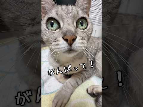 猫5匹のがんばれソングです！ shorts サムネイル
