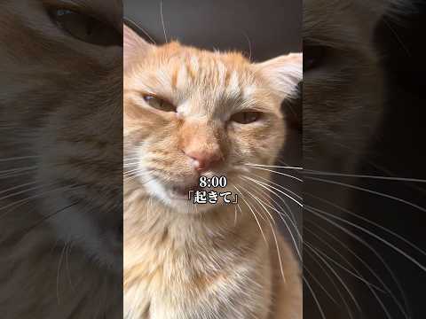 毎朝ちゃんと起こしにくる猫があまりにも可愛すぎる　cat ネコ つなまよ サムネイル