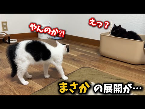 子猫が手術から戻ると…まさかの展開が待っていました サムネイル
