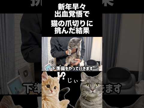 出血覚悟で爪切りに挑んだ結果...shorts 猫 猫好きさんと繋がりたい サムネイル