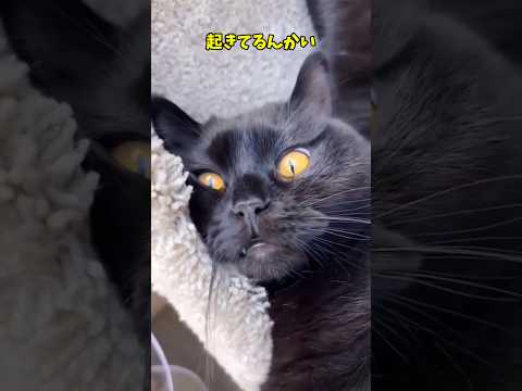 激きゃわ猫たち❤️‍🔥 サムネイル