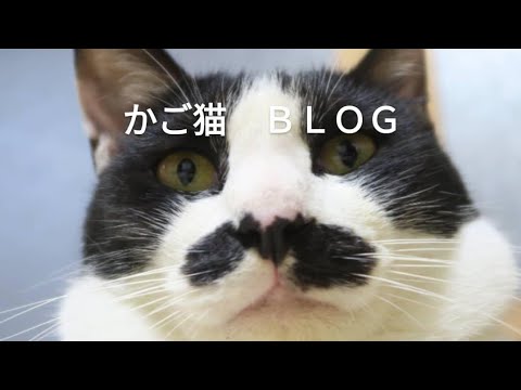 こたつの猫たち がライブ配信中！2026年3月4日 サムネイル