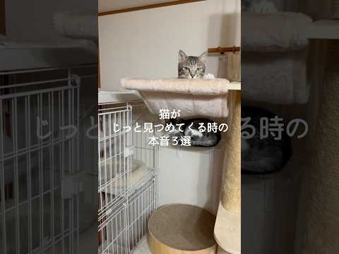 猫がじっと見つめてくる時の本音3選 猫 ねこ 猫動画 猫好きさんと繋がりたい 猫のいる暮らし 雑学 豆知識 VOICE…